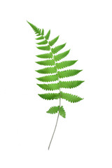 fern leaf isolated on white background