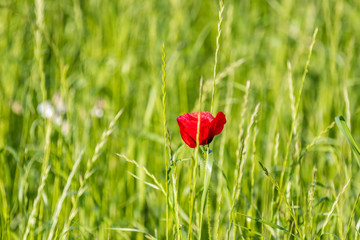 red flower on green grass