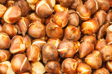 Seeds, flower seedling sprouts