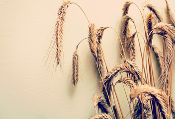 yellow wheat ears on a dark gray background