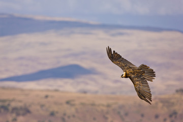 Quebrantahuesos, Montañas Simien, Etiopia, Africa