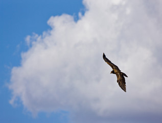 Quebrantahuesos, Montañas Simien, Etiopia, Africa