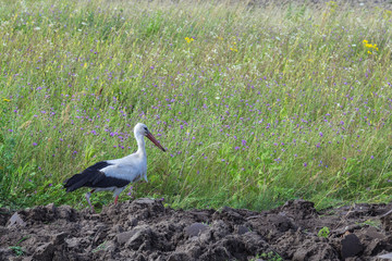 Stork on a plowed field