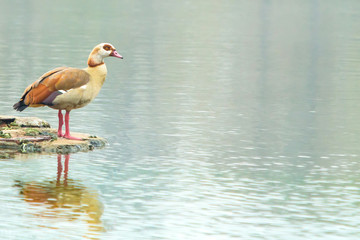 Duck standing on a lake of a public city park