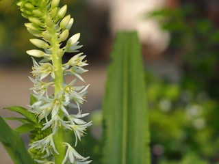 パイナップルツリーの花