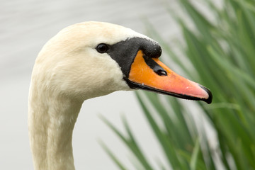 Swan head closeup with details of feathers and beak