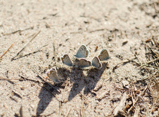 a flock of butterflies is basking in the Sun.