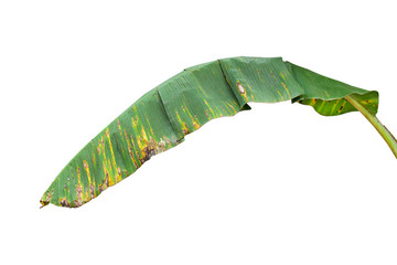 Green banana leaves placed on a white background