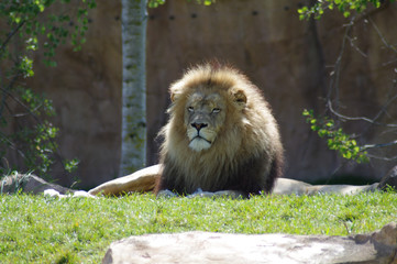 Lion