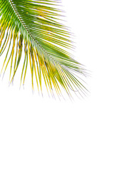 Coconut Palm tree with white sky, beautiful tropical background, summer concept