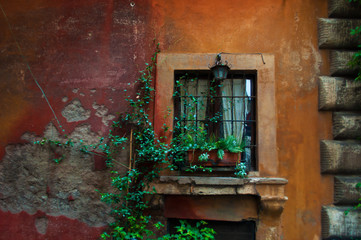 Fototapeta na wymiar One vintage iron lantern on a window on an orange and red wall. Green plants in a flowerpot on a window sill entwined with green plants in the city center of Rome, Italy. Calm atmosphere