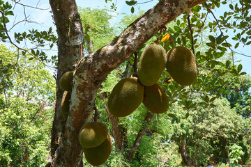 Tomb and gardens of Tu Duc emperor in Hue, Vietnam