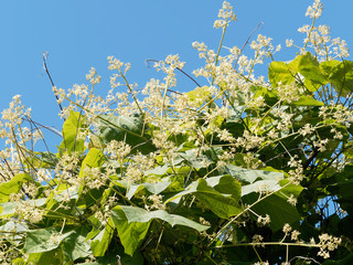 Floraison estivale du firminia simplex ou parasol chinois ou sterculier à feuilles de platane
