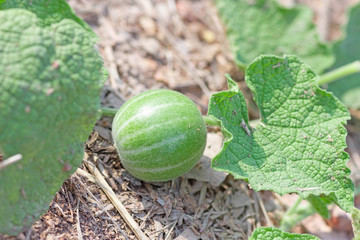 Soft watermelon balls.