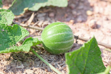 Soft watermelon balls.