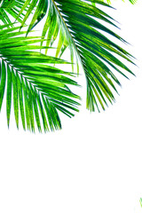 Naklejka premium palm leaves isolated on white background