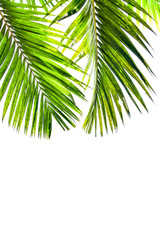 Naklejka premium palm leaves isolated on white background