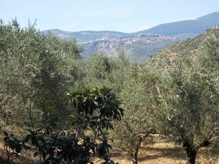 Gaj oliwny. Sermoneta, Italia