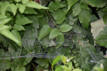web in a bush
