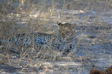 BOTSUANA (safari fotografico)