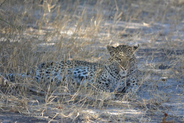 BOTSUANA (safari fotografico)