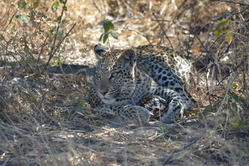 BOTSUANA (safari fotografico) © JORGE