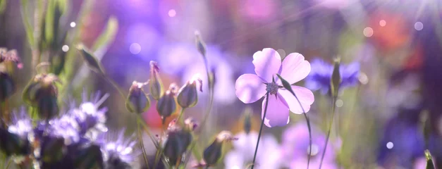 Abwaschbare Fototapete Hellviolett Blumenwiese im Sommer - Blumen Wiese Hintergrund Panorama
