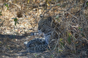 BOTSUANA (safari fotografico) © JORGE
