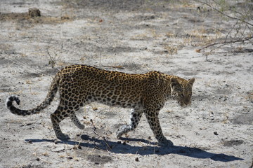 BOTSUANA (safari fotografico)