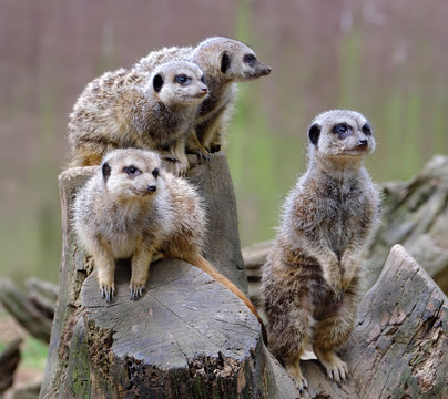 Meerkat in enclosure at small local zoo.