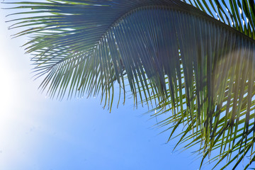 Obraz premium sunlight pierced palm fronds with a blue sky background