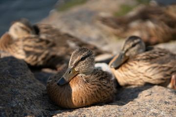 Wild Duck Nestling