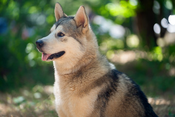  Beautiful Alaskan Malamute in the park for a walk sits in profile close portrait