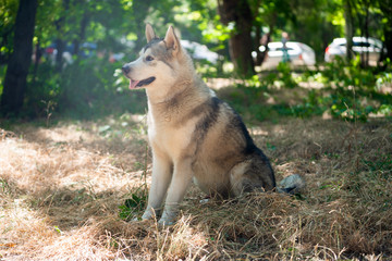  A beautiful Alaskan Malamute in the park for a walk sits in profile