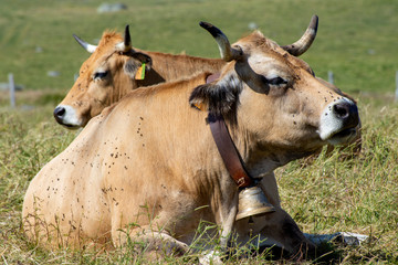 bovine species called  Aubrac , Vache de l'Aubrac, Lozere, France