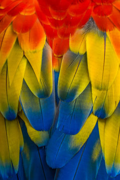 Close-up of parrot feathers, Indonesia
