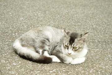 外猫