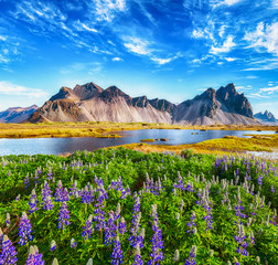 Beautiful sunny day and lupine flowers on Stokksnes cape in Iceland.