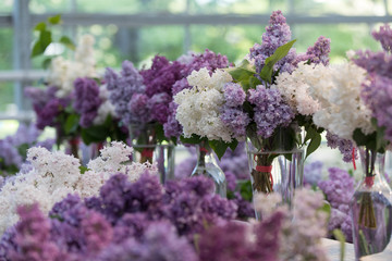 White and violet lilac in the vases