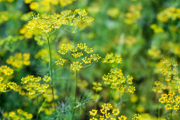 Green dill bush on blurred bokeh background close up, fennel branches with yellow seeds macro, agricultural blooming field, beautiful sunny summer season meadow, natural herbal landscape, food spice