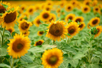 Sunflower field - bright yellow flowers, beautiful summer landscape
