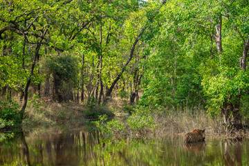 Royal bengal male tiger resting and cooling off in water body. Animal in green forest stream. Wild cat in nature habitat at bandhavgarh national park, madhya pradesh, india, asia	