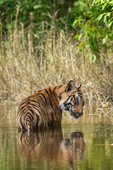 Fototapeta na wymiar Royal bengal male tiger resting and cooling off in water body. Animal in green forest stream. Wild cat in nature habitat at bandhavgarh national park, madhya pradesh, india, asia 