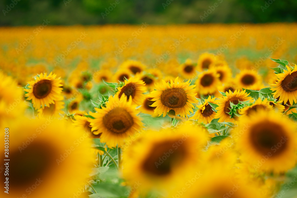 Wall mural sunflower field - bright yellow flowers, beautiful summer landscape