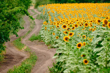 Fototapeta na wymiar Sunflower field - bright yellow flowers, beautiful summer landscape