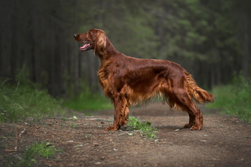 Irish setter in summer forest