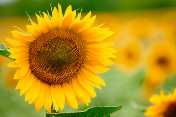 Sunflower field - bright yellow flowers, beautiful summer landscape