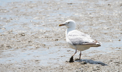 Goeland