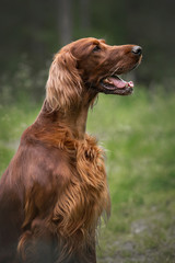 Irish setter in summer forest