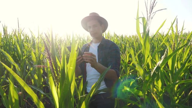 smart farming slow motion video concept. man agronomist holds tablet touch pad computer in the corn field is studying and examining crops before harvesting. Agribusiness concept. male farmer orking in
